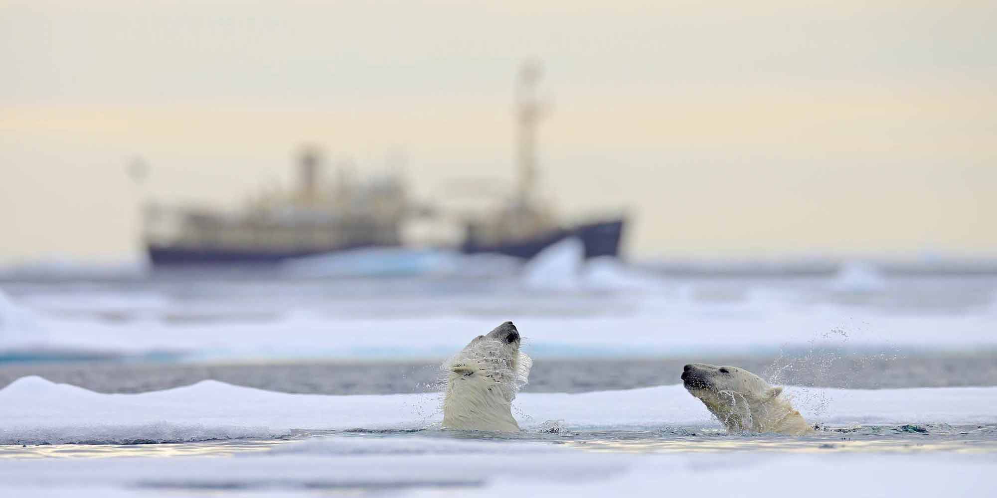 Polar bears and cruise ship, Svalbard