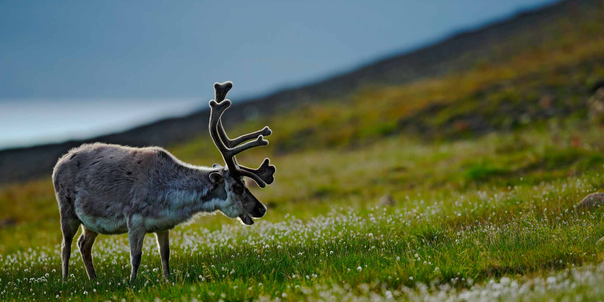 Reindeer on Svalbard.