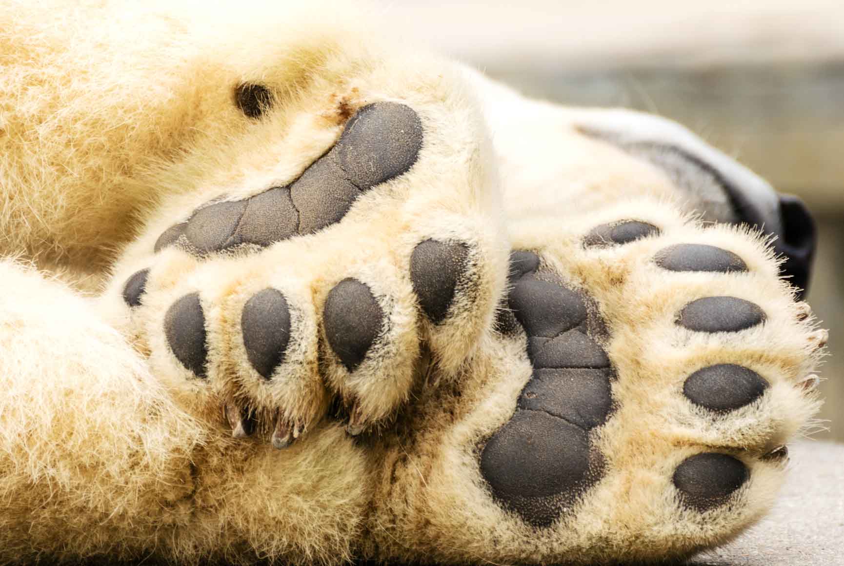 Polar bear paws
