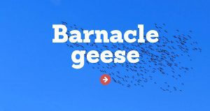 Barnacle geese activity screenshot