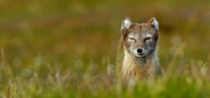 Arctic fox in Svalbard