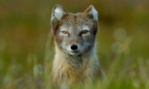 Arctic fox