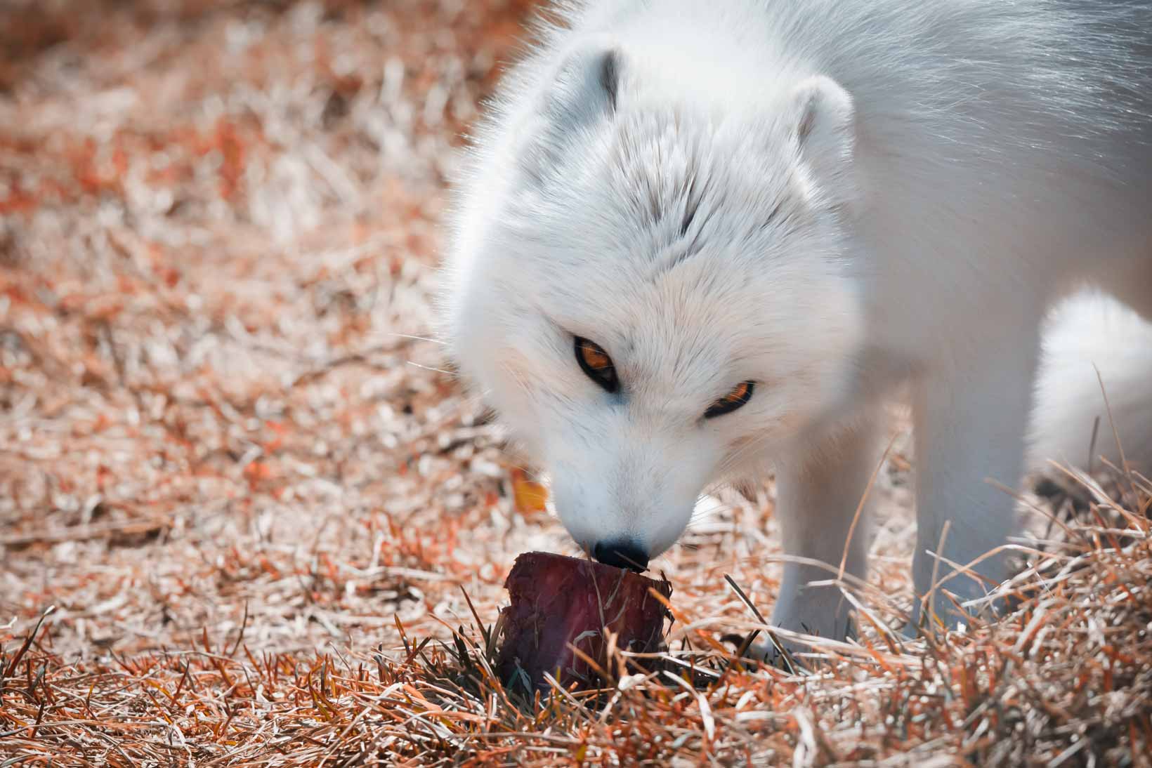 Arctic Fox eating