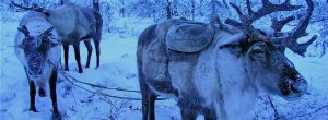 Reindeer in blue light