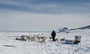 Greenland dog sled