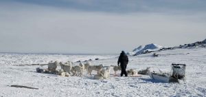 Greenland dog sled