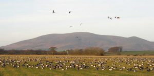 Barnacle geese at Caerlaverock