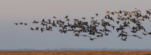 Barnacle geese formation