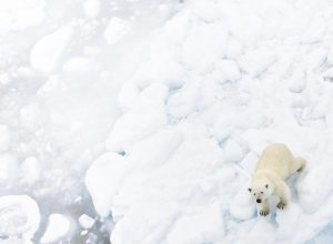 A polar bear on the ice