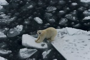 Polar bear stranded