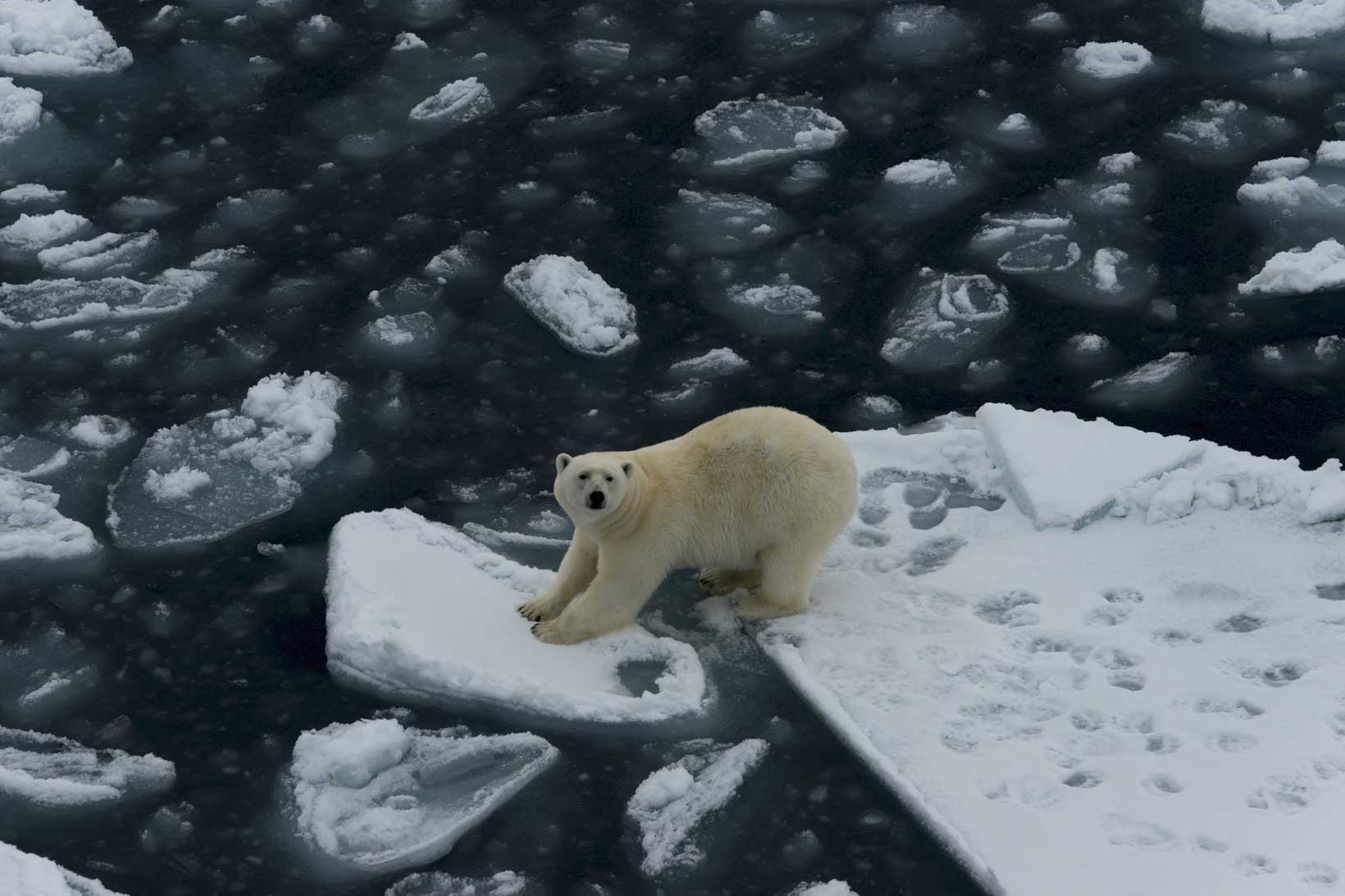 Polar Bear Stranded On Ice