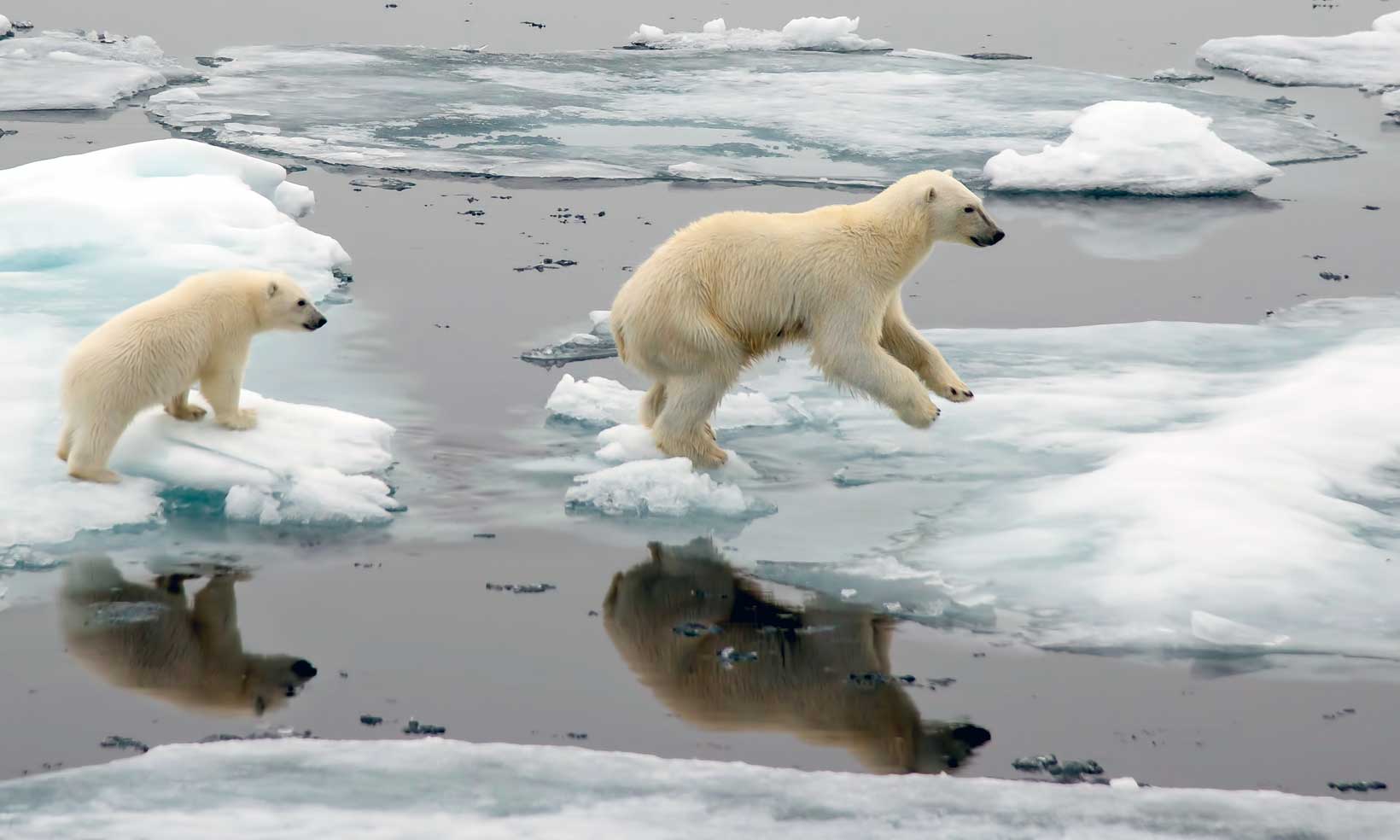 Polar bears jumping