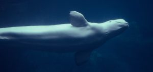 Beluga whale