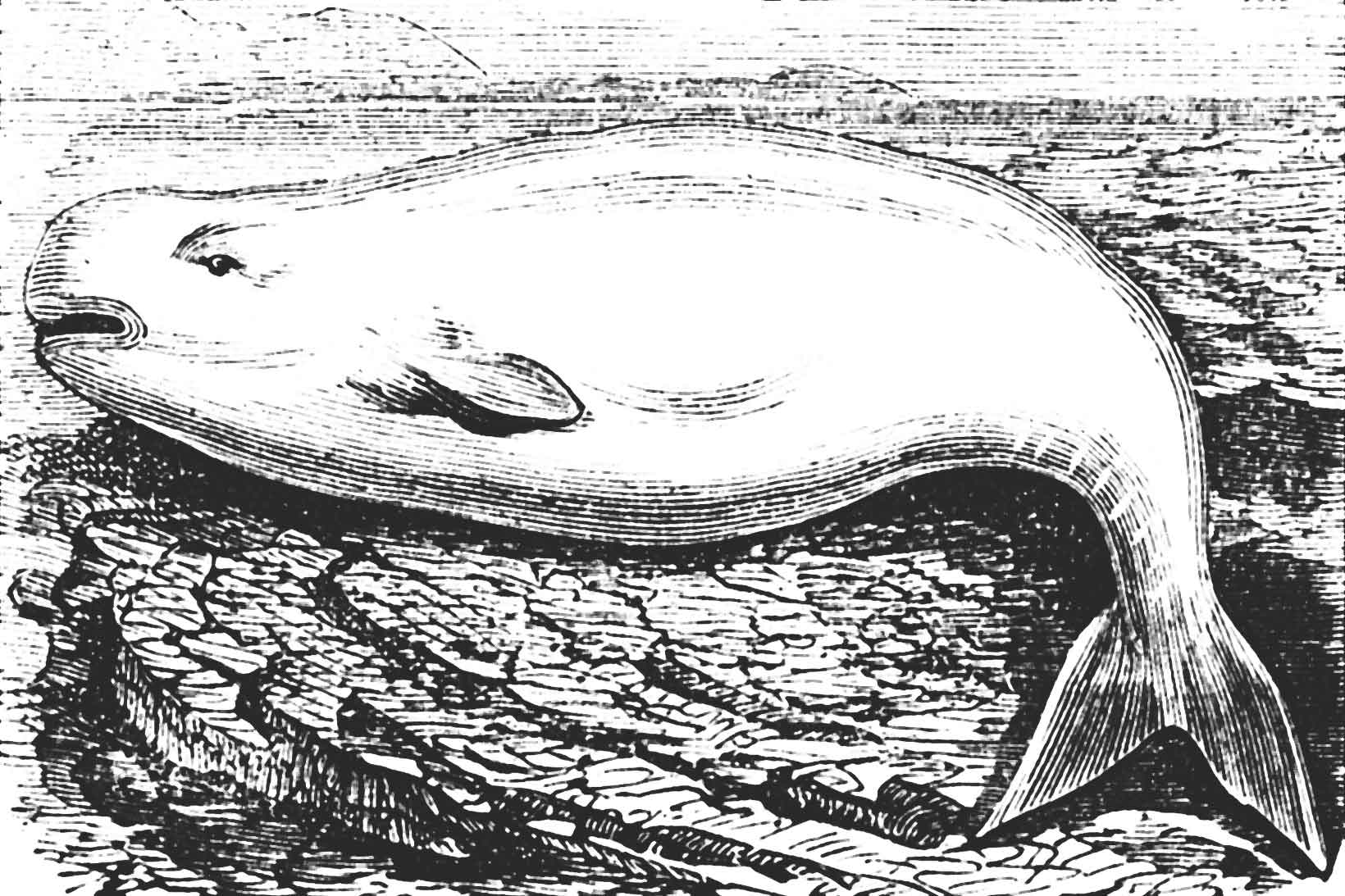 Beluga whale illustration