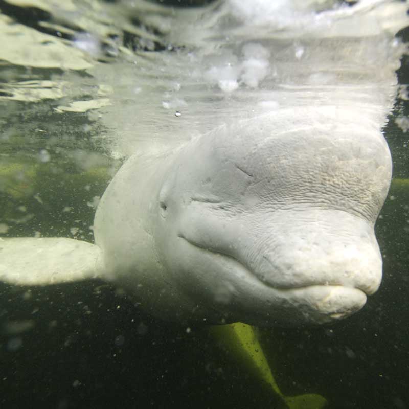 Beluga whale