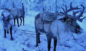 Image of Reindeer