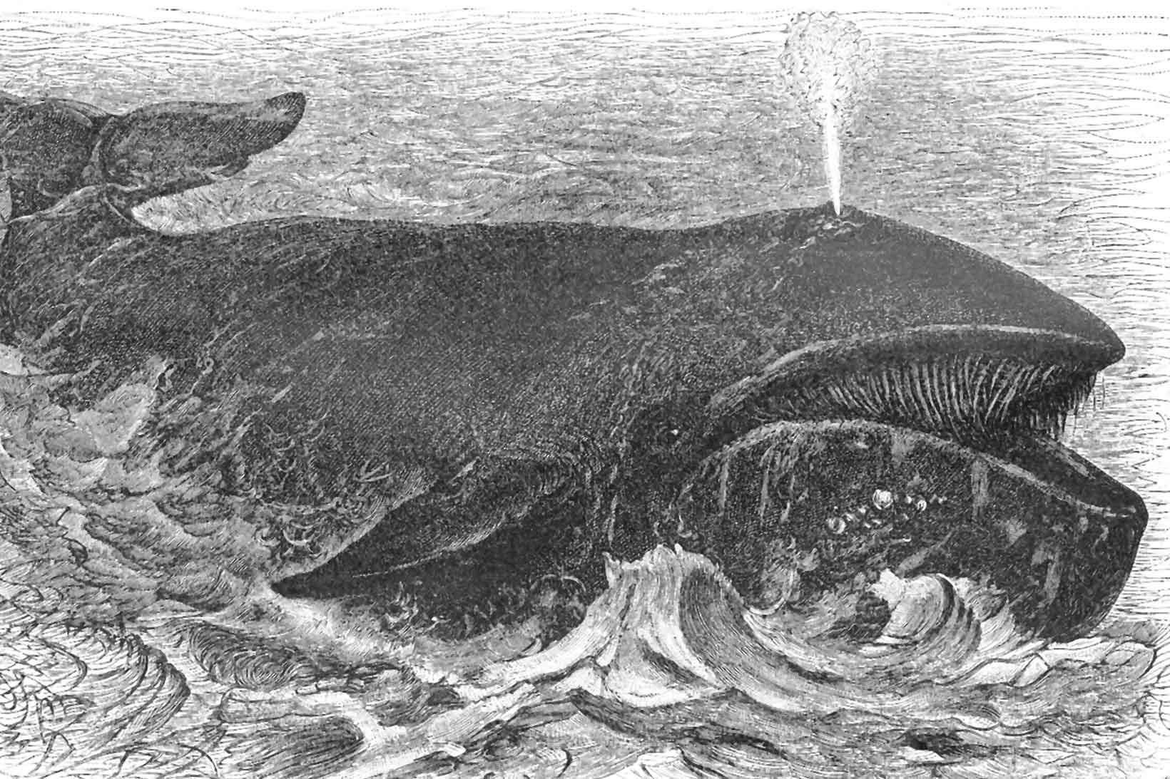 Bowhead whale illustration