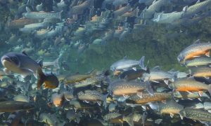 Arctic char, Greenland