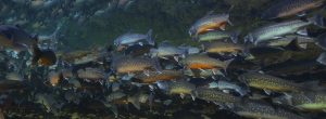 Arctic char, Greenland