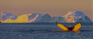 Whale fin in yellow sunshine in Disko Bay