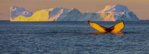 Whale fin in yellow sunshine in Disko Bay