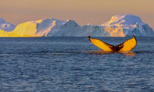 Whale fin in yellow sunshine in Disko Bay