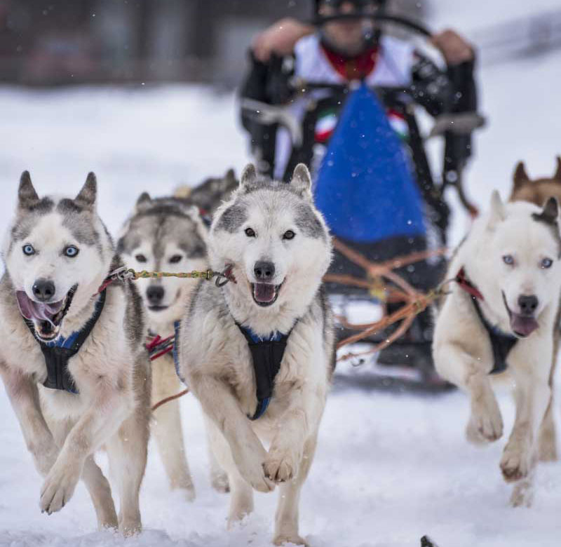 Arctic dog sled