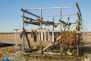 Fish drying on an Arctic beach