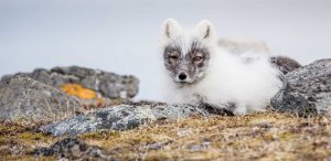 Arctic fox