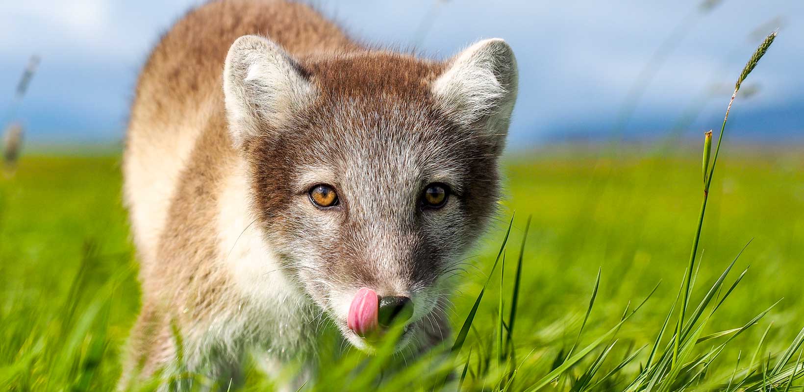 Arctic fox