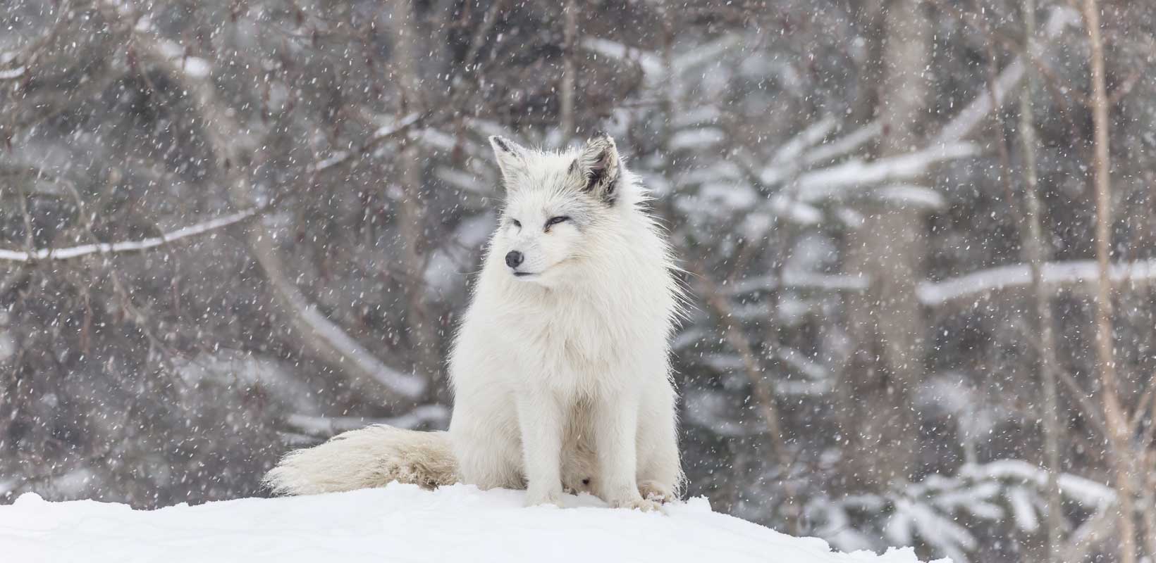 Arctic fox