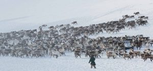 Nenets reindeer herder