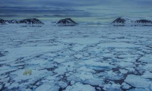 Distant view of Arctic mountains and sea ice with a polar bear