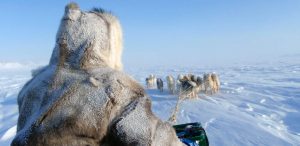 Inuit sledding with dogs