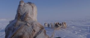 Inuit hunter on sled with dogs