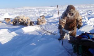 Inuit hunter with dogs