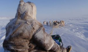 Inuit hunter on sled with dogs