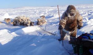 Inuit hunter with dogs