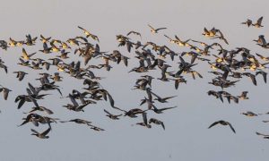 Barnacle geese in flight