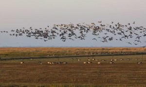 Barnacle geese in the UK