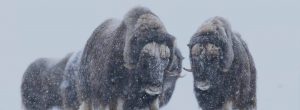 Musk ox in snow