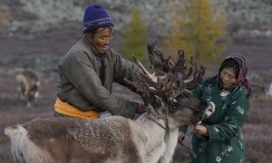 A couple of reindeer herders with their reindeer