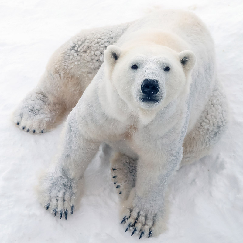 Polar bear on ice close up from above