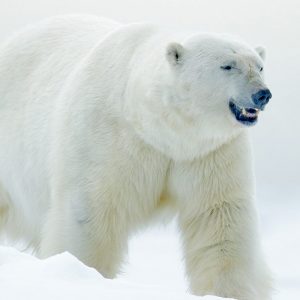 A close up view of a polar bear walks across the ice