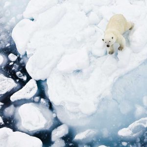 Polar bear on ice floe