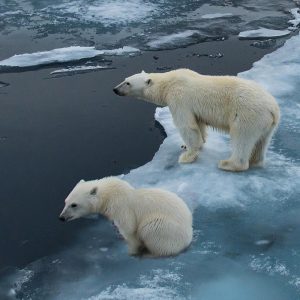 Polar Bear mother and baby on melting ice