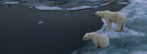 Polar bears on melting ice