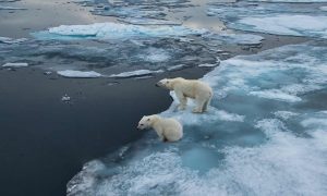 Polar bears on melting ice (link)