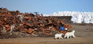 Polar bears and pollution