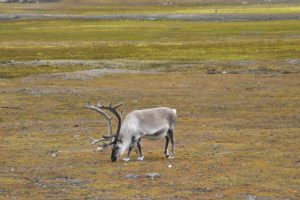 Reindeer grazing on lichen in Svalbard